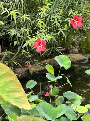 IMG_7004.jpeg