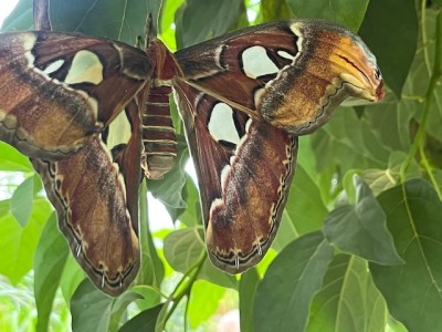 IMG_7014.jpeg