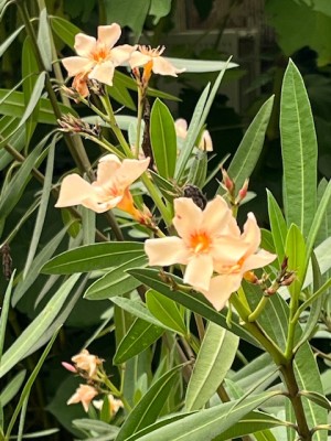 IMG_7018.jpeg