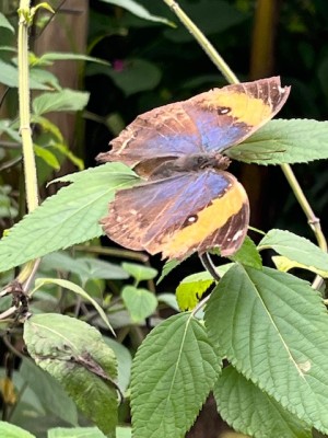 IMG_7019.jpeg