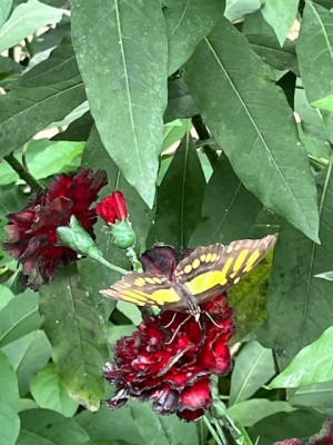IMG_7024.jpeg