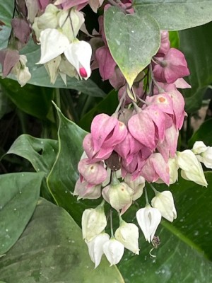 IMG_7054.jpeg